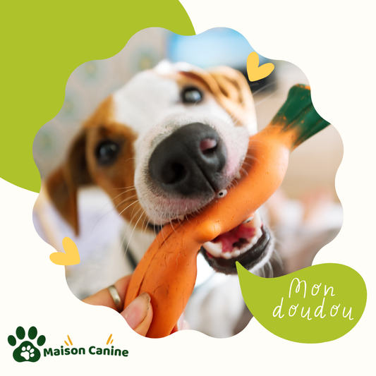 🎾 Stimuler son animal : comment allier jeu et santé ?