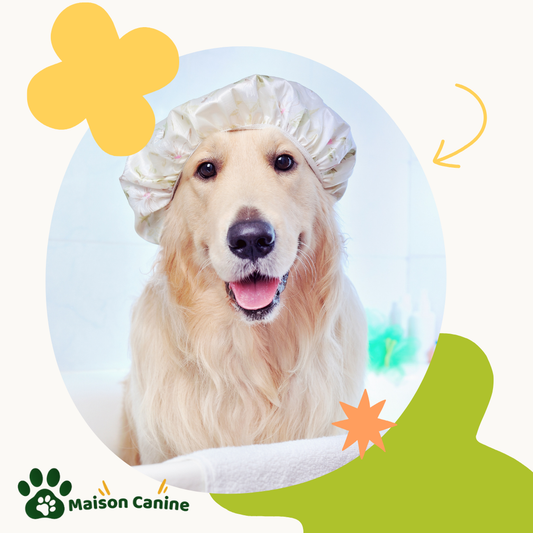 L’art du toilettage à la maison : astuces pour un moment de complicité