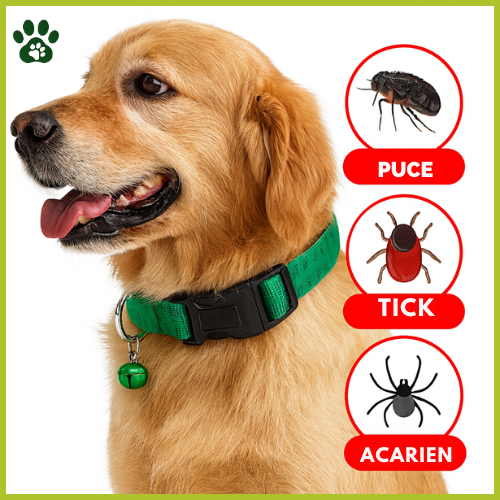 Collier Protecteur Anti-Parasites pour Chien