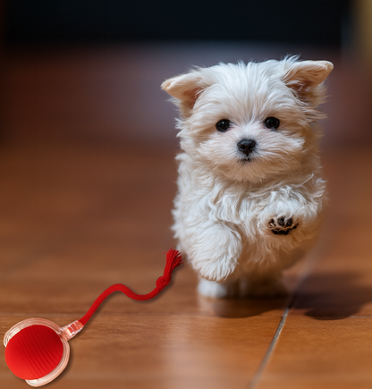 Boule Roulante Automatique
