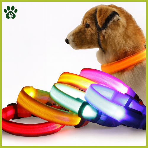 Collier Lumineuse LED pour Chien